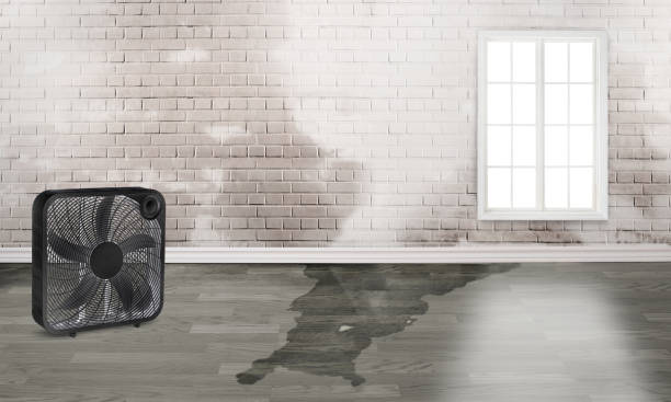 Best Water damage restoration experts  in Verde Village, AZ